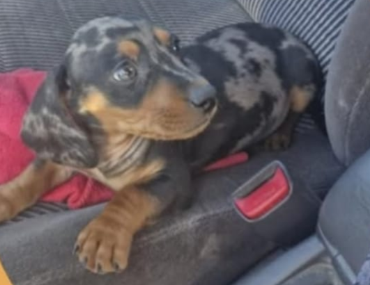 SOCIEDAD: PERRO PERDIDO EN PIEDRITAS, LO VISTE?