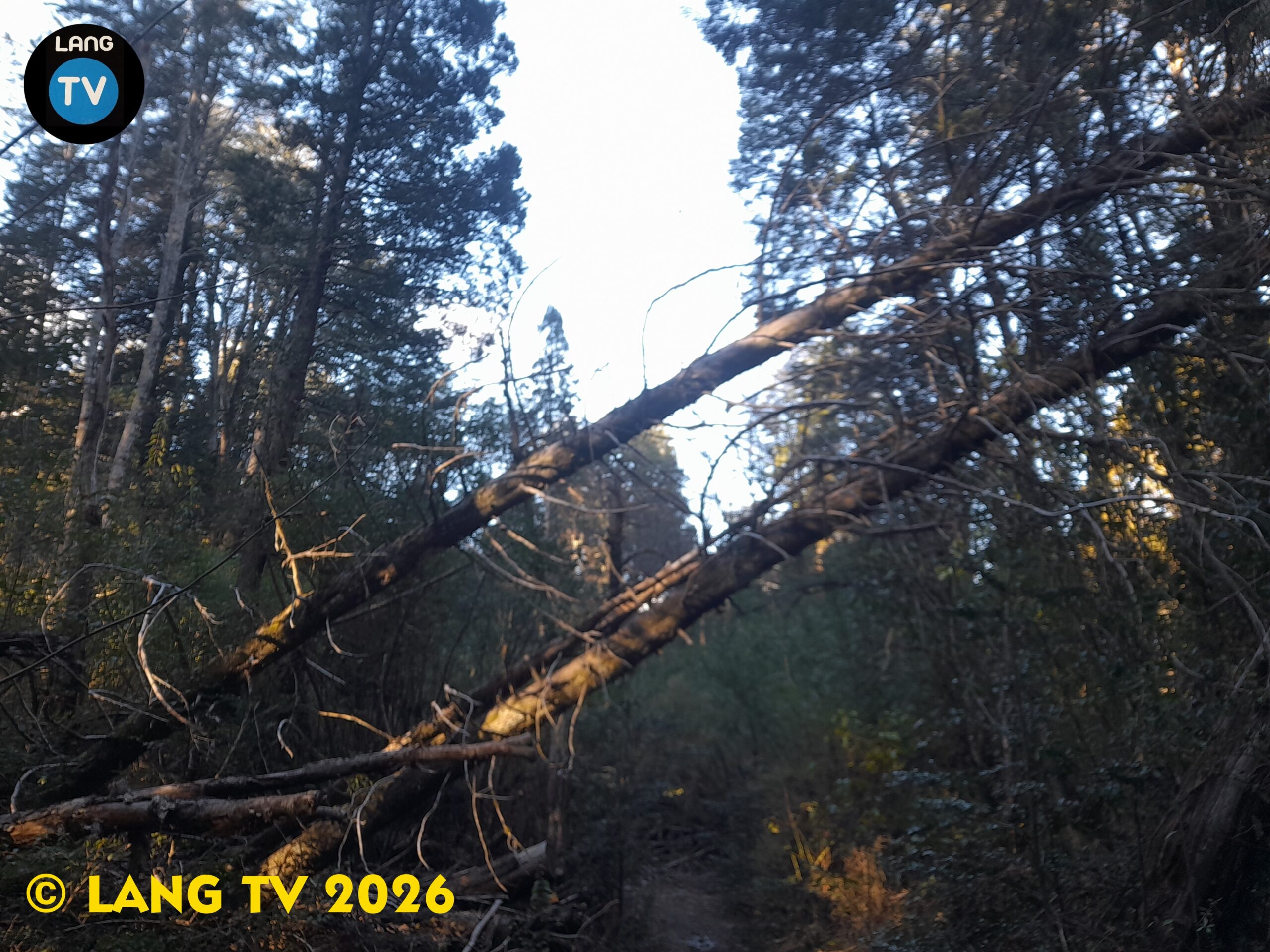 SOCIEDAD: ASI QUEDARON LOS BOSQUES DE ANGOSTURA HACE 1 SEMANA POR TORMENTA, QUE PASARA MAÑANA?
